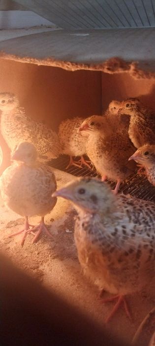 Бодене балапандары сатылады