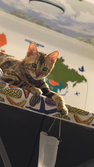 Кошка породы Бенгал