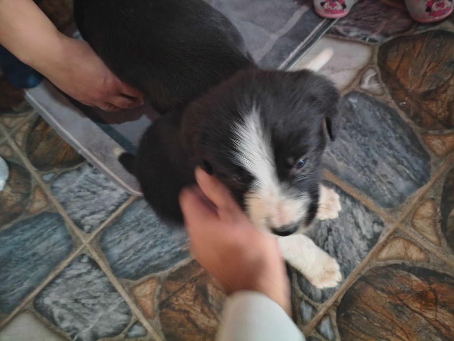 Подарявам Кученца!