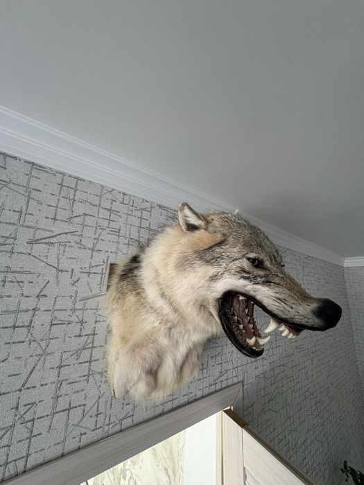 чучело волка