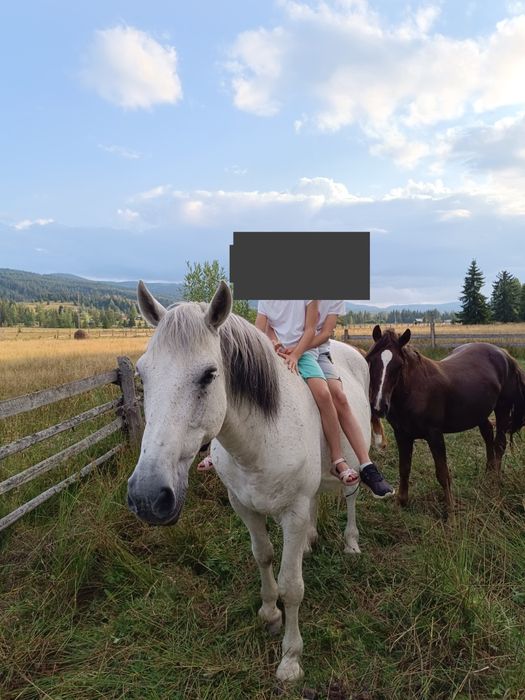 Cal foarte cuminte de 10 ani