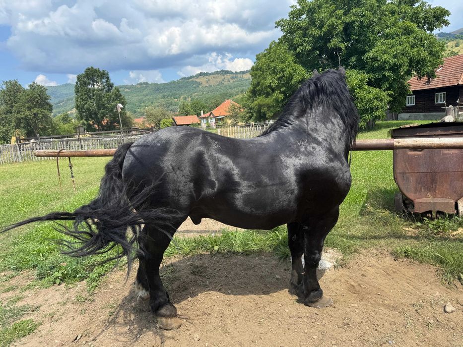 Armăsar de vanzare