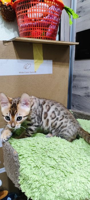 Продаются бенгальские котята