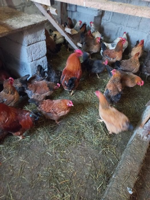 Инкубационное яицо кучинских курей