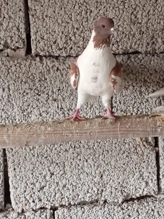 Птица на продажу