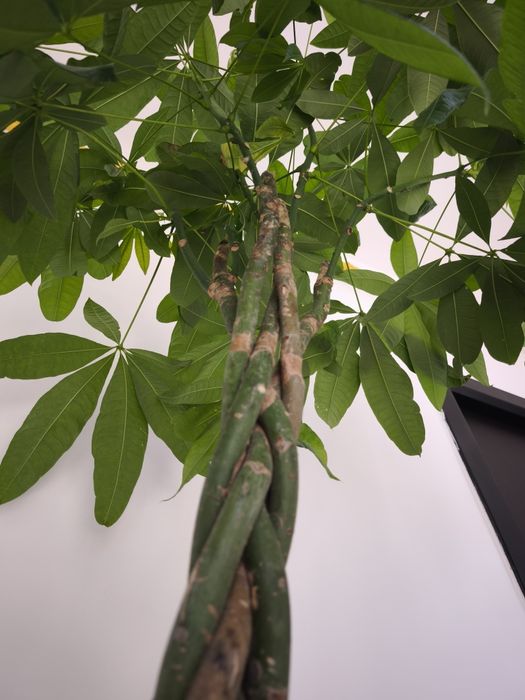 Arborele banilor Pachira tulpina impletita