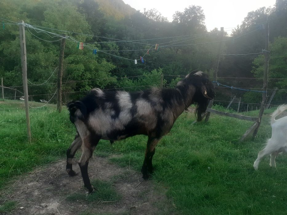 Vând țap anglonubian