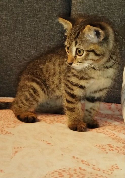 Котенок мальчик срочно ищет дом!