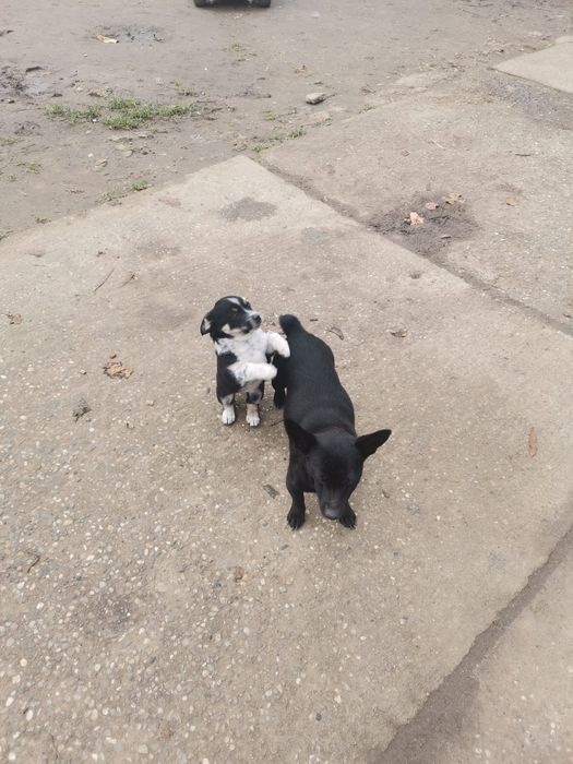 Cățeluși pentru  adopție