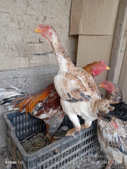 Даканиха прошлого года Корея