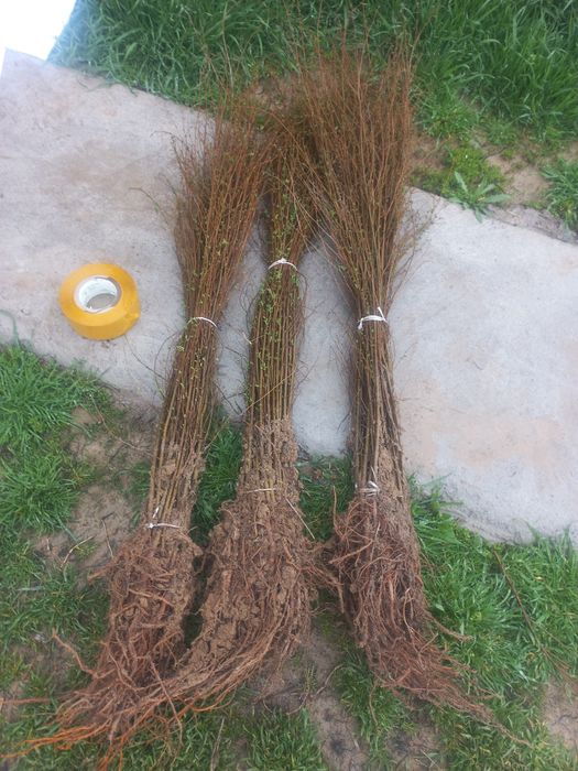 Вяз оптом      .