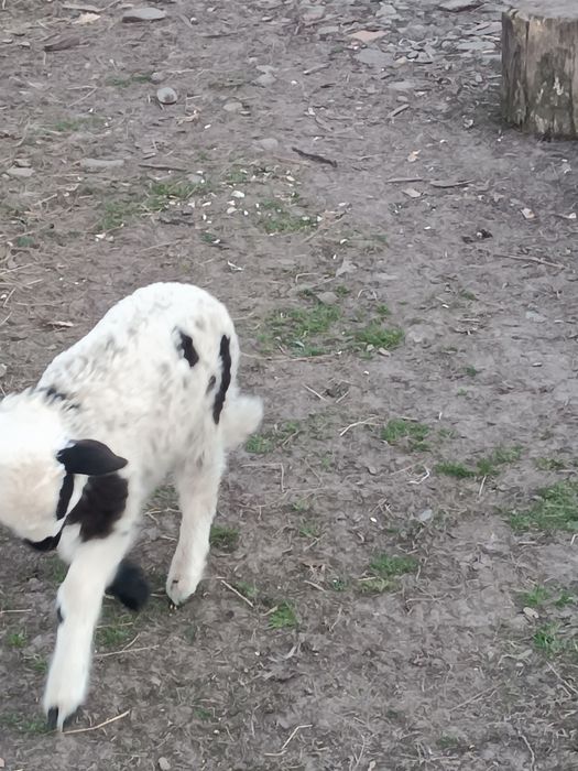 Vând miei de paște