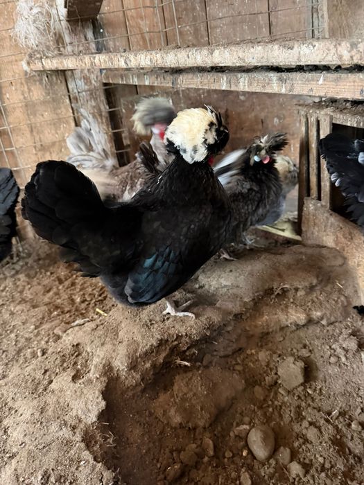 Vand oua motate olandeze