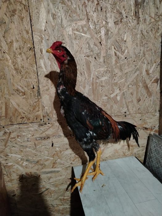 Продам Дакана золотой