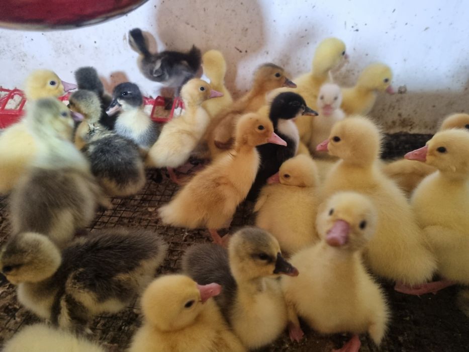 De vânzare boboci de gască &rață