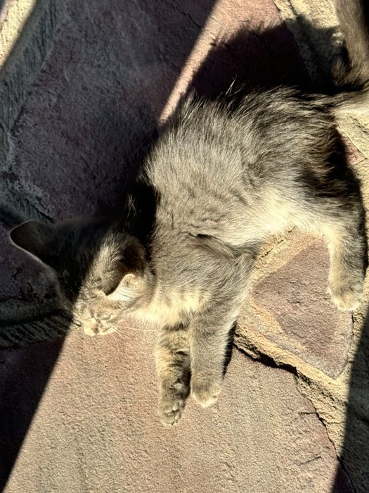 Кошки бесплатно