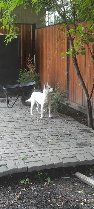 Собака молодая Хаски