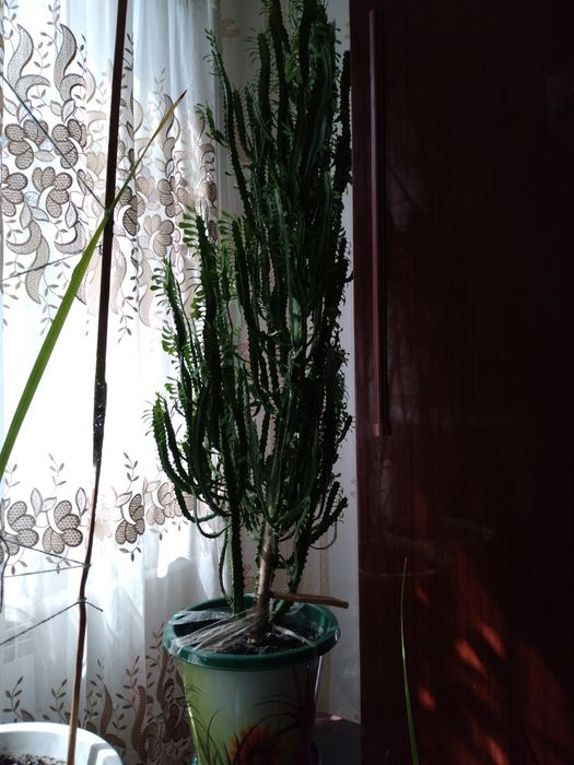 Домашнее ростения