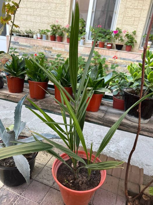 Финиковая пальма 5 летние. Хурмо дарахти