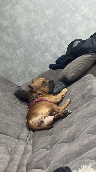 Продам американского булли