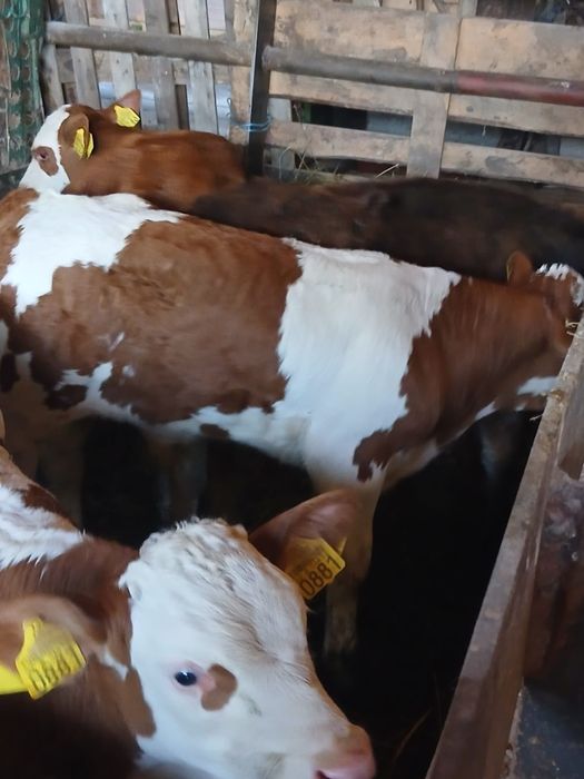 Vând viței înțărcați