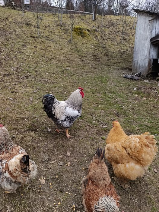 Ouă incubat găini de casă