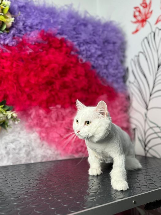 Отдаем кота в доброе руки