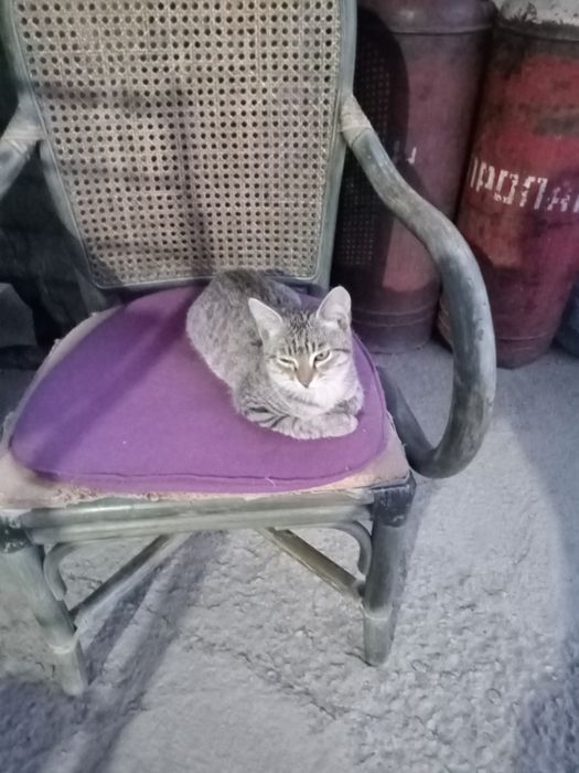 Отдадим бесплатно 4 котят