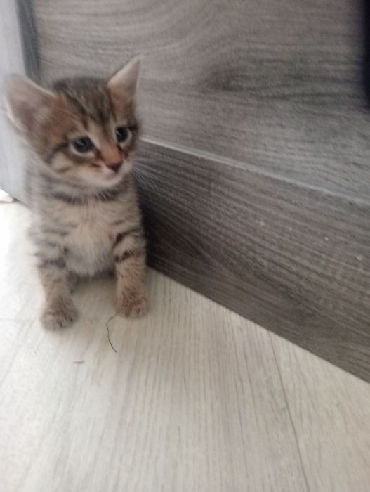 Отдам в добрые руки котят