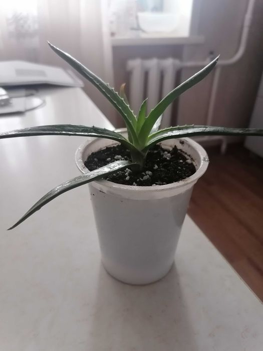 Алоэ вера растение