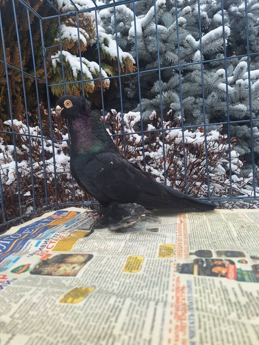 Продам самца жука молодого