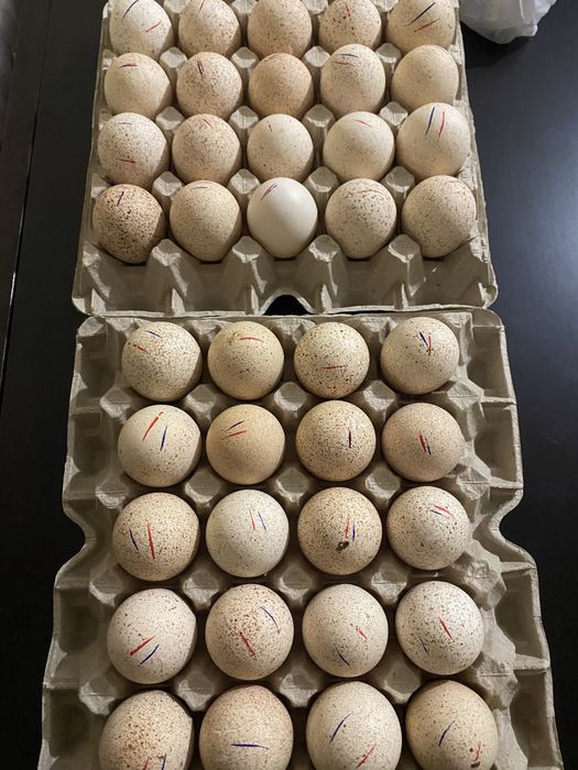 Продам инкубационное яйцо