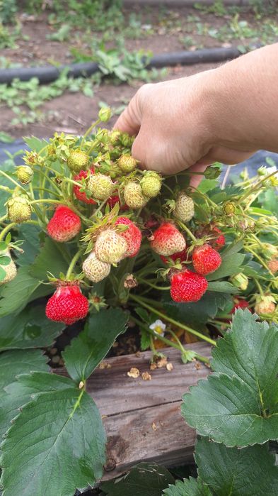 Продам дачу в Сортировке, общество Ромашка