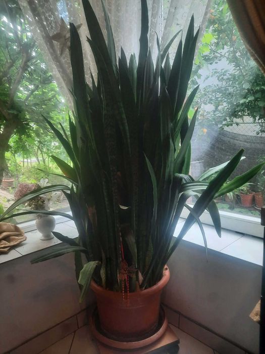 Vand Sansevieria zeylanica, aprox 150 cm