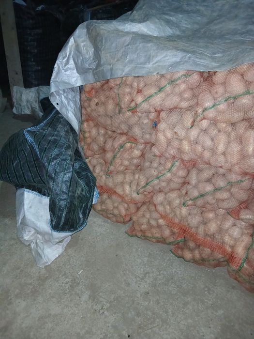 Cartofi de consum soiul prada cu miez galben