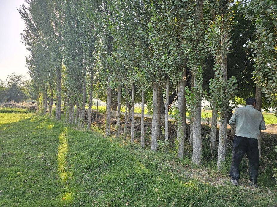 Тераклар сотилади 700 тупдан ортик,