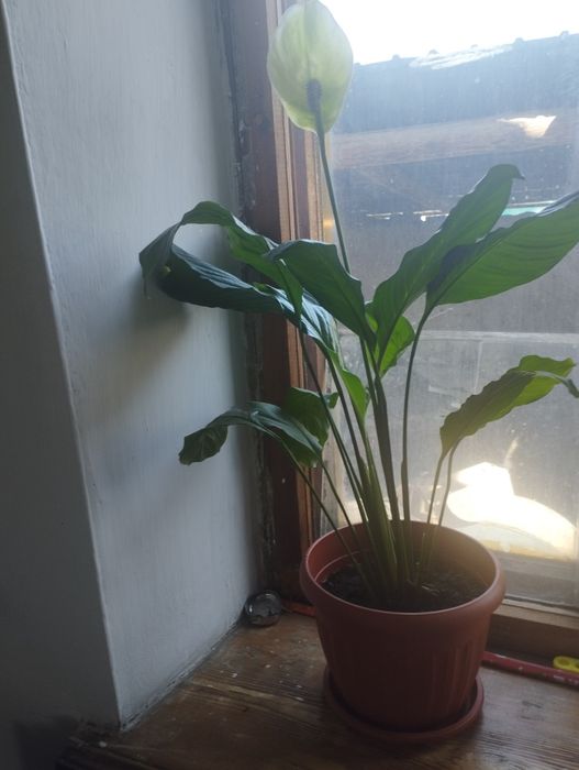 Продам комнатные цветы