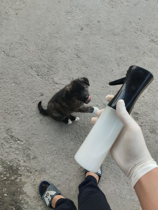 Продаётся щенок пример такой будет