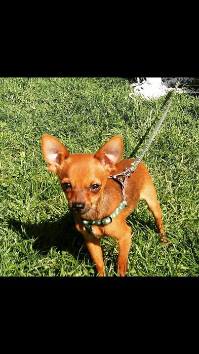 Вязка той-терьера