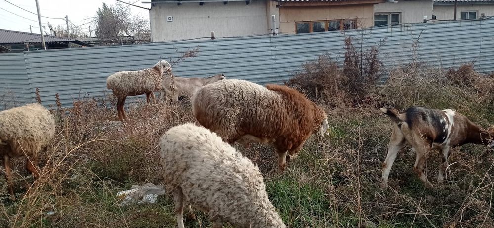 Арашан қошқар сатылады