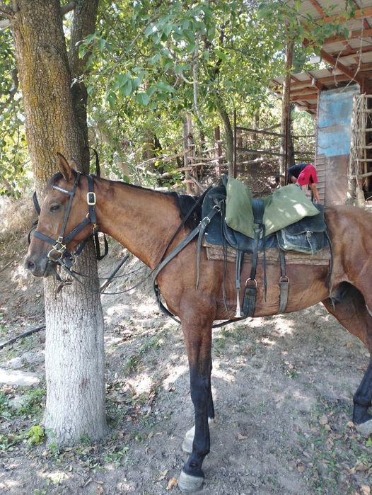 Продам коня Мерина