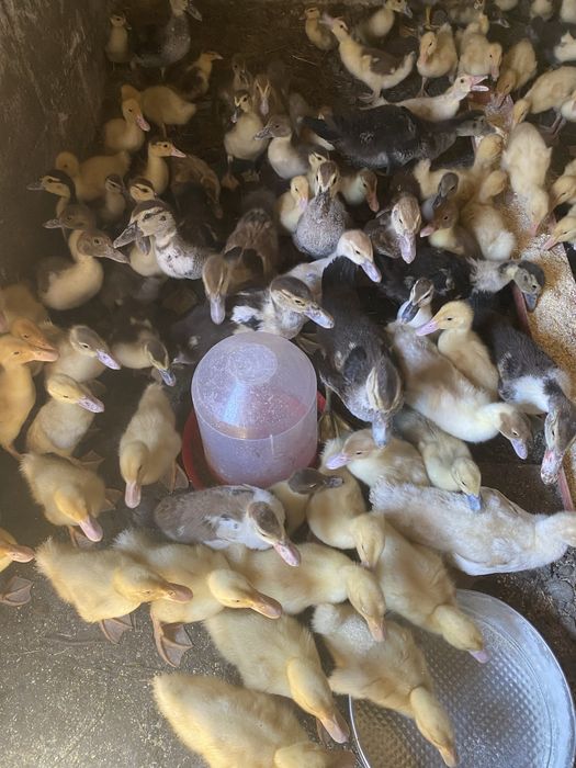 Boboci rata muta si pekin