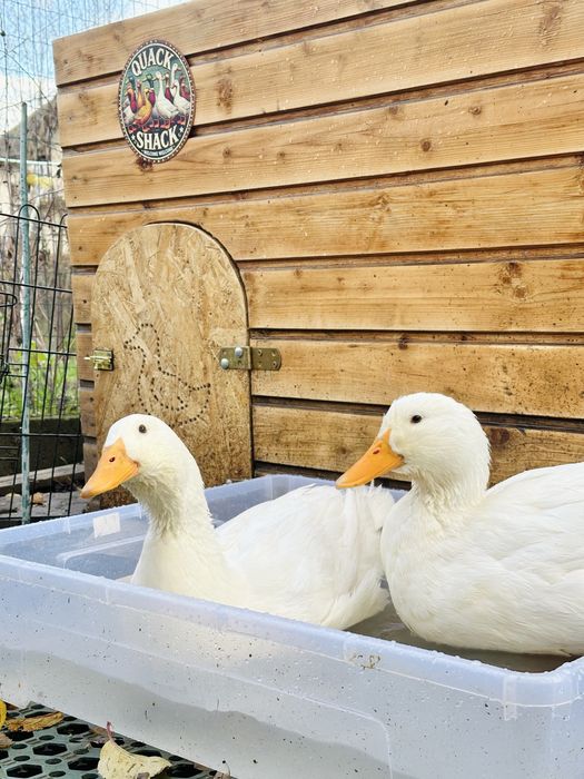 Vand familie de rate Pekin 3+1