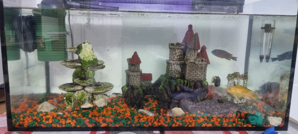 Vand acvariu cu pesti