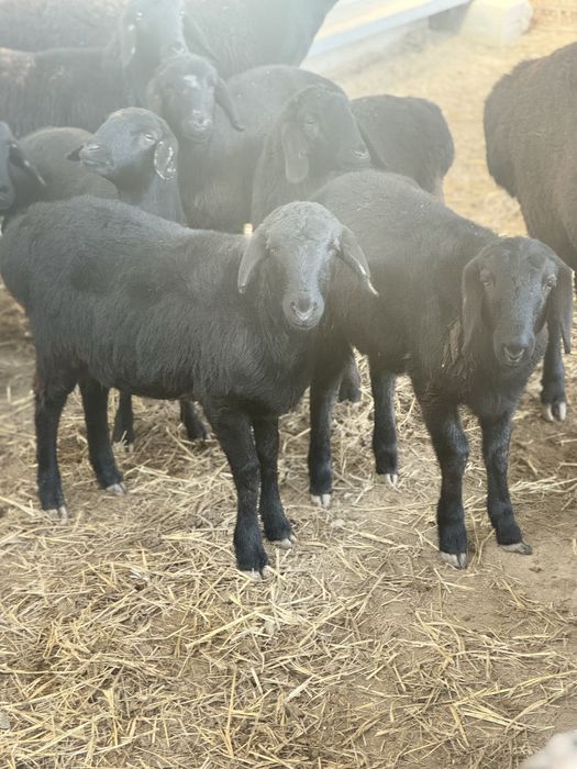 Урғашы токтылар сатылады