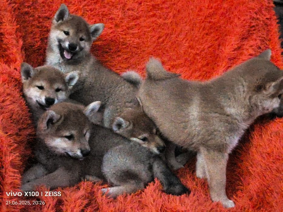 Продам щенков сиба ину