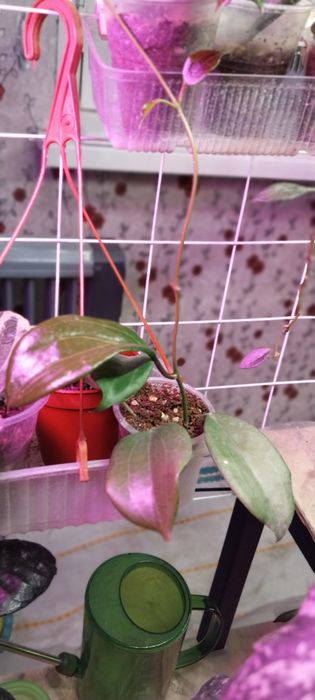 Продам цветы хойя