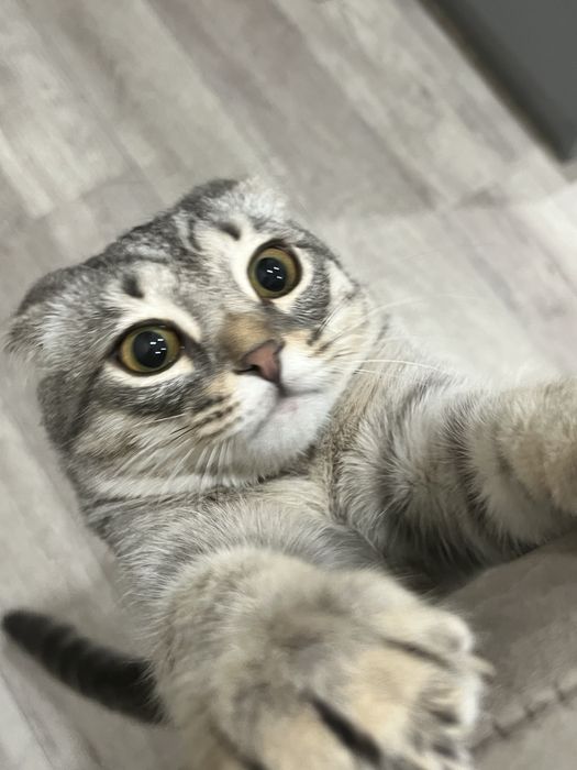 отдам котенка девочку