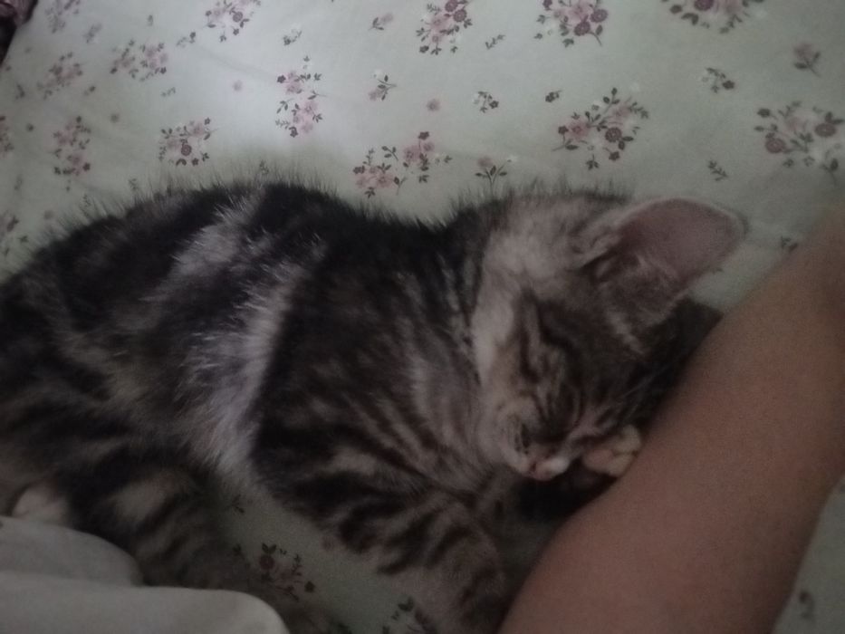 Катёнок днвочка .