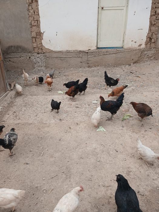 Тауыктар кораздар